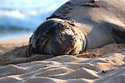 Sugar Beach Resort 205