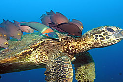 Maui Kai 1008  Penthouse