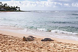 Islander on the Beach #348