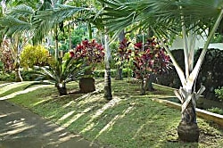 Prince Kuhio Studio 302