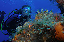 Polynesian Shores 103