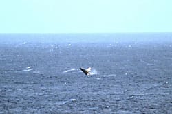 Kealia Landing House