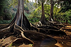 Prince Kuhio Studio 116