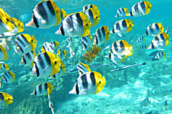 Waipouli Beach Resort A Building