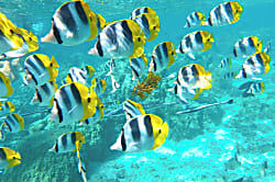 Waipouli Beach Resort Ground Floor