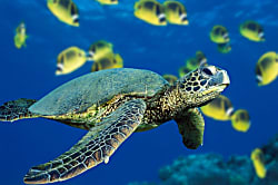 Royal Kahana Resort 1104