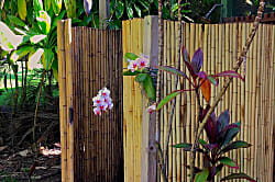 Hana Ocean Palms Bungalow