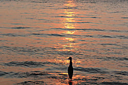 The Shores at Waikoloa