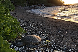Gillette Ohana Beach House