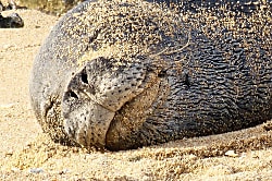 Green Turtle Hideaway