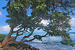 Green Turtle Hideaway