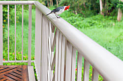 Villas of Kamalii 37