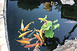 Ko Olina Beach Club B-1103