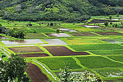 Islander on the Beach 145