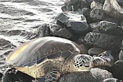 Kihei Bay Surf Vacation Rental