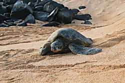 Skipper’s Beach Cabana