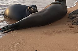 Skipper’s Beach Cabana