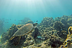 Serenity Villa by the Sea