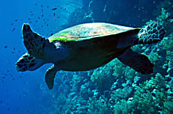 Ko Olina Beach Villa B-208