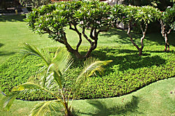 Kihei Akahi Vacation Condo