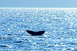 Kihei Akahi Vacation Condo