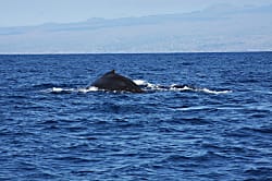 Sea Village 2nd Floor Unit