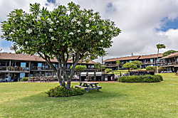 Polynesian Shores 105