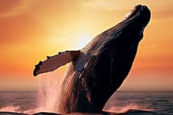 Polynesian Shores 105