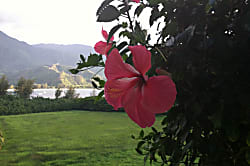 Hanalei Bay Resort 1304