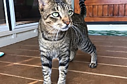 Baby Beach Bungalow 2