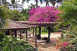 Maui Kamaole Condo Rental