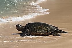 Maui Sunset Resort A-314