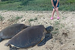 Maui Sunset Resort A-314