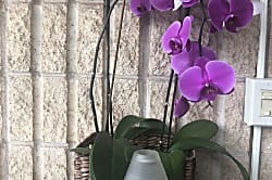 Maui Sunset Resort A-314