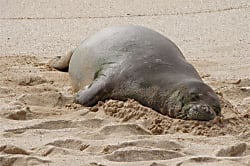 Haw'n Princess at Makaha beach