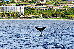 Maui Breeze Retreat at Ho'olei