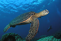 Wailea Beach Villas L-210