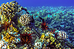 Wailea Beach Villas L-210