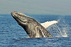 Wailea Beach Villas L-210