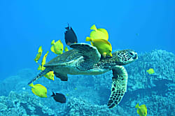 Wailea Beach Villas L-210