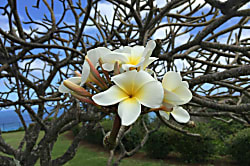 The Cliffs Rental - 1 Bedroom