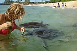 Turtle Bay Kuilima East Side Condo 164