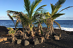 Ocean View Suite 830163