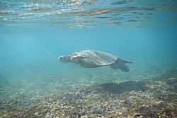 Ma'alaea Banyans Oceanfront Condo 