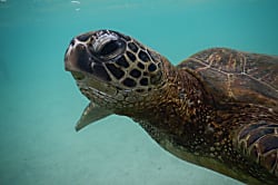 Ko Olina Kai Ground Floor Villa