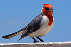 Maui Eldorado 1 Bdrm, 2 Baths