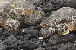 Waikoloa Beach Villas Unit P3