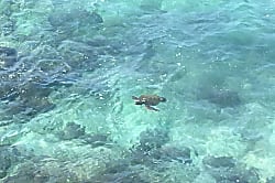 Banyan Tree Penthouse #402