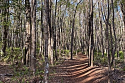 Napili Point Resort # A4