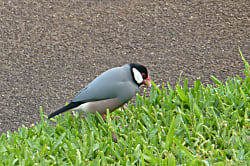 Napili Point Resort # A4